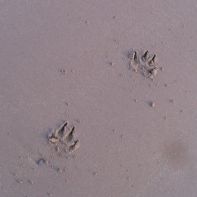 Thats a big dogs foot print