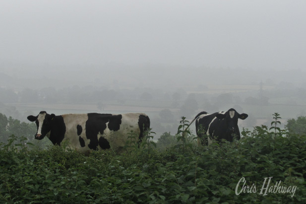 A couple of cows graze on a foggy mid-summers day in South Wales