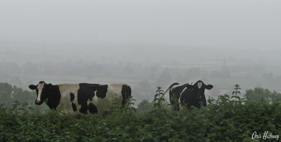 A couple of cows graze on a foggy mid-summers day in South Wales