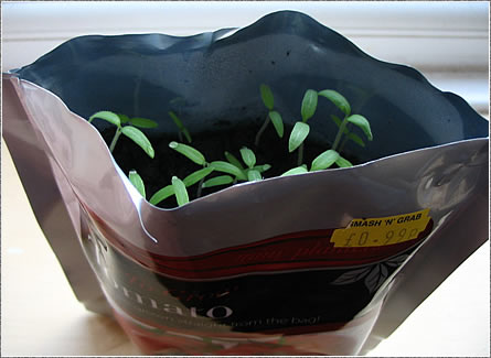 Grow in the bag tomatos, week two.