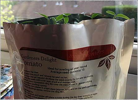 Grow in the bag tomatos, week three.